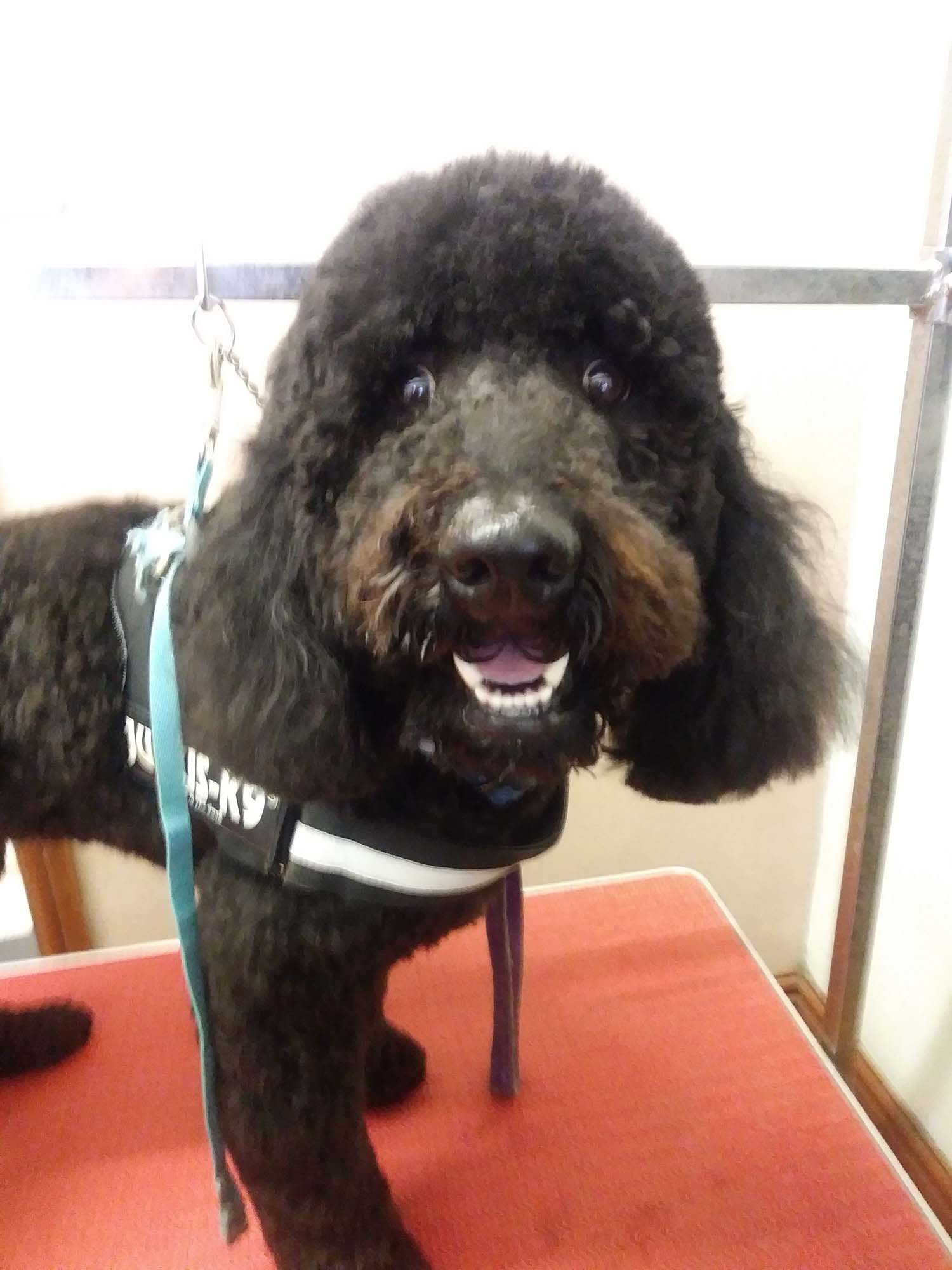 Poodle in the groomers