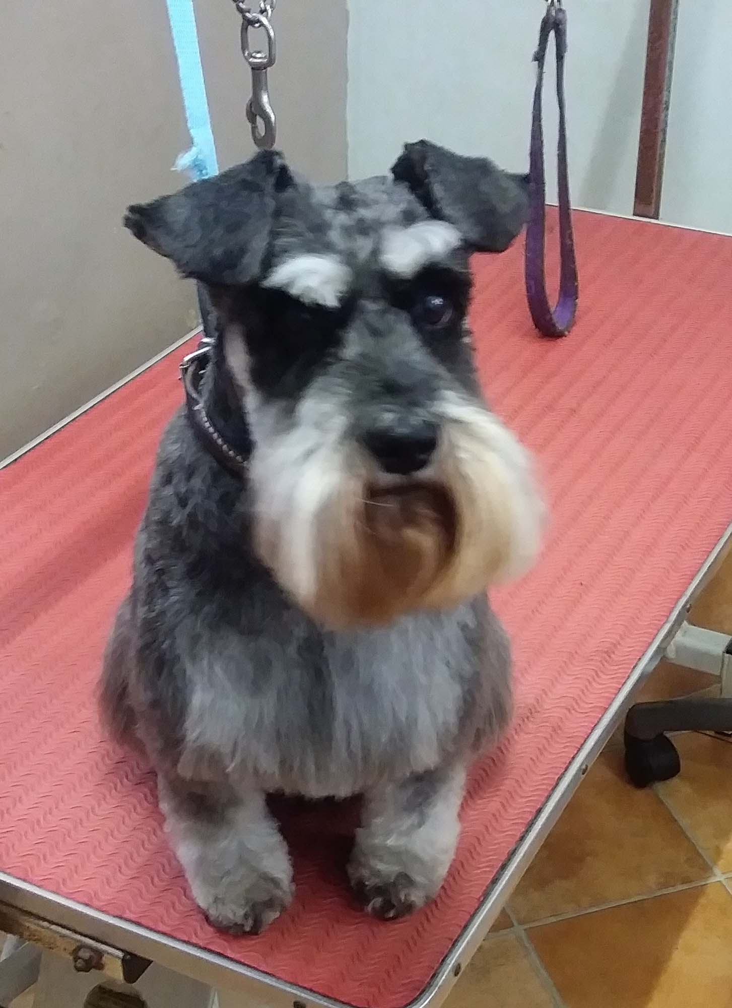 Schnauzer in the groomers