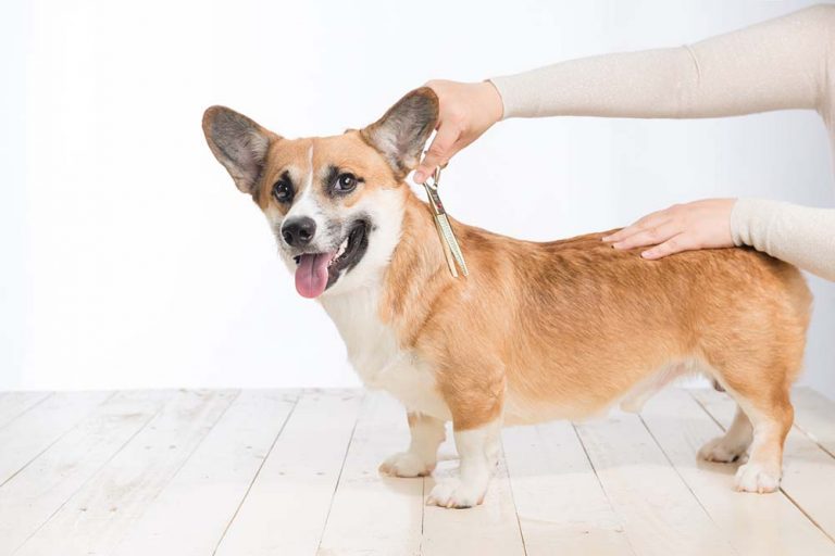 Clips Grooming Parlour, Wellington, Telford, Shropshire, UK