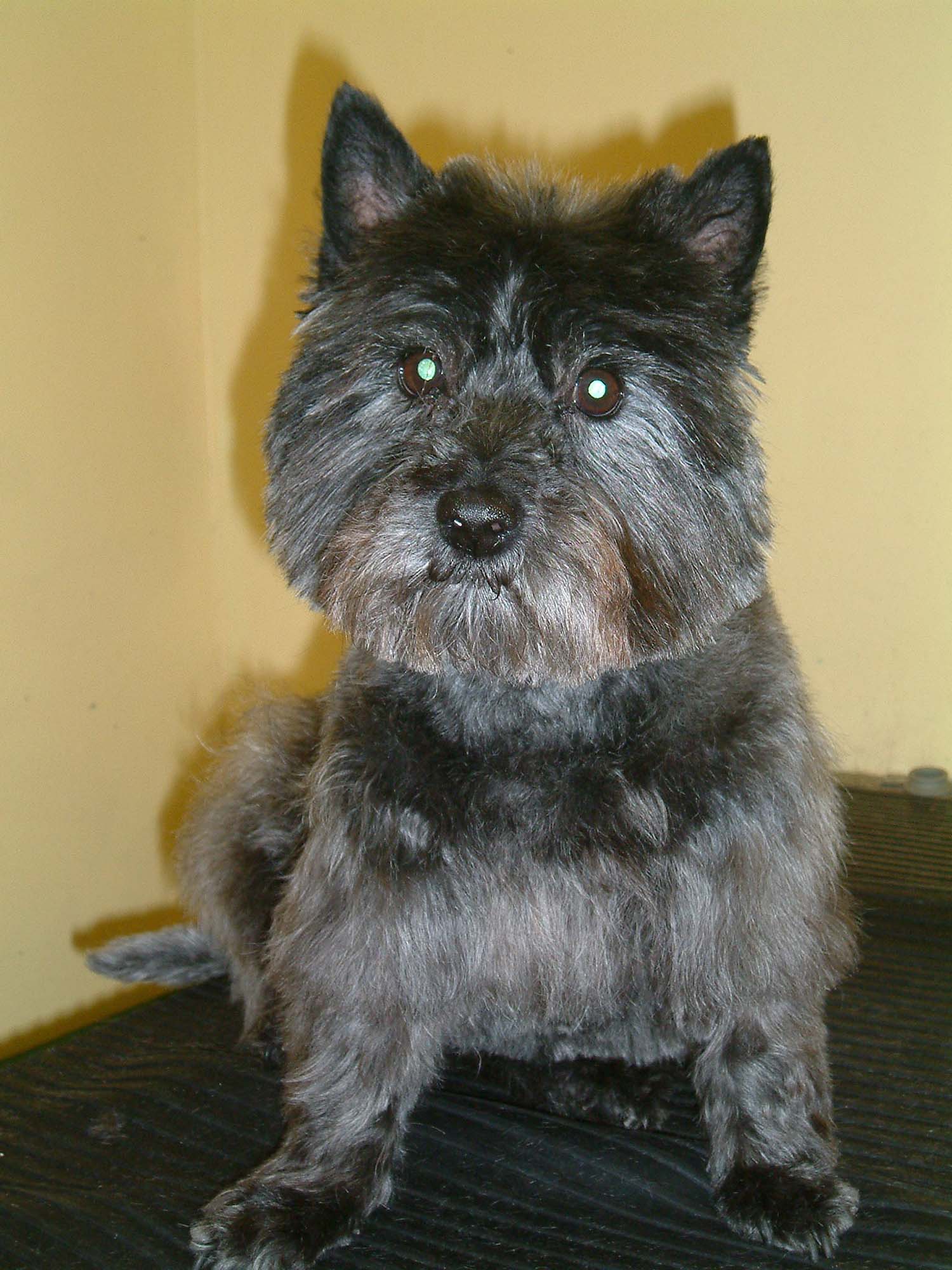 West highland terrier in the groomers