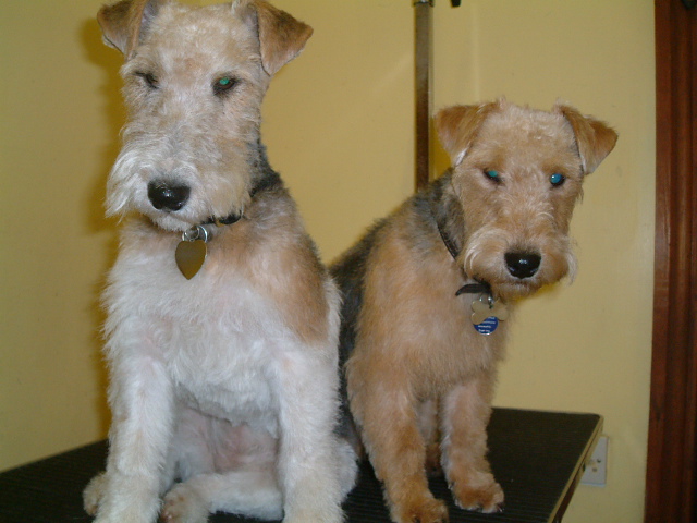 Scottish terriers in the groomers