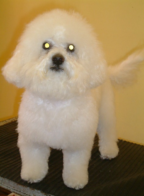 Bichon Frise in the groomers