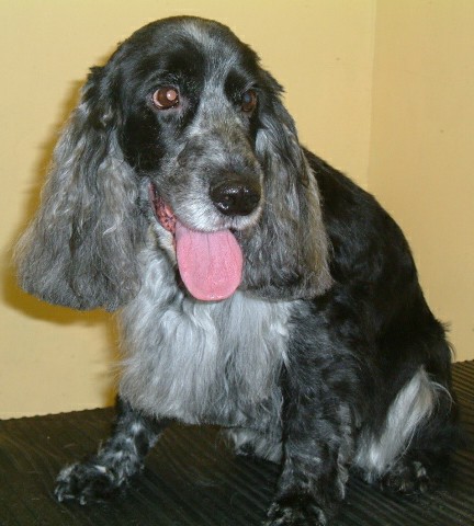 Spaniel in the groomers