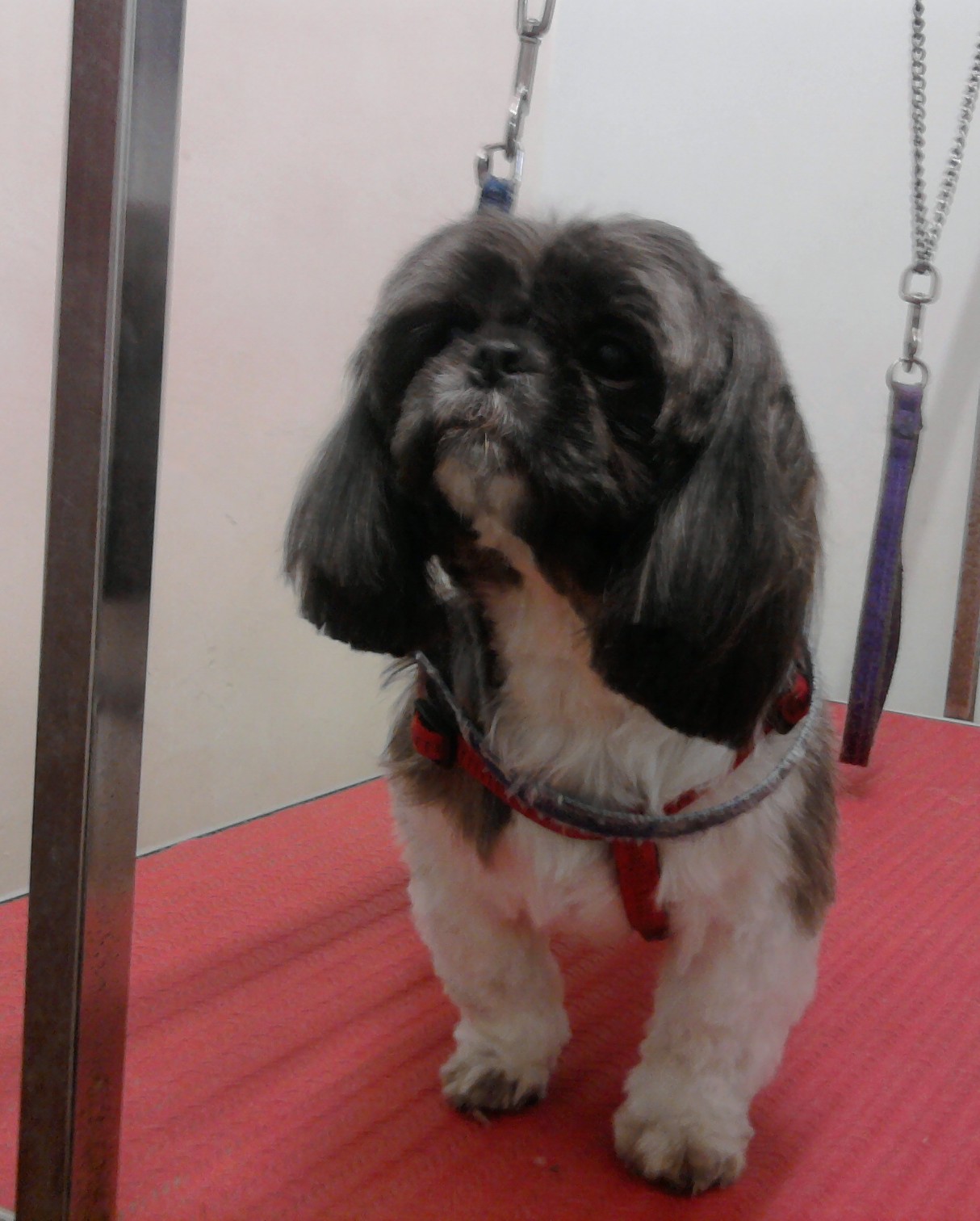 Dog in the groomers